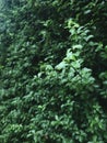 Pittosporum tenuifolium, leaves with dew. Vertical photo image.